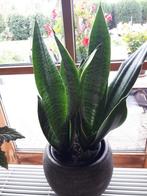 Grote sanseveria, Ophalen of Verzenden, Halfschaduw, Minder dan 100 cm