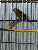 Tekoop twatwa jongman, Dieren en Toebehoren, Vogels | Overige Vogels, Mannelijk, Geringd