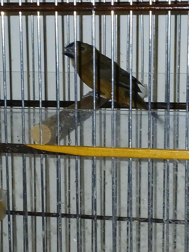Tekoop twatwa jongman, Dieren en Toebehoren, Vogels | Overige Vogels, Mannelijk, Geringd