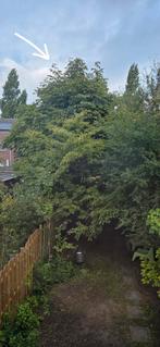 Gratis boom voor haardhout - zelf kappen!, Ophalen, Overige soorten, 400 cm of meer