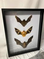 3 vleermuizen in luxe lijst 50 x 40 x 5,5 cm, Ophalen of Verzenden, Nieuw, Insect, Opgezet dier