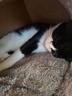 Gezocht speelkameraadje, Boeken, Ophalen, Katten