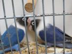 Agapornis Personata blauwserie, Dieren en Toebehoren, Vogels | Parkieten en Papegaaien, Meerdere dieren, Dwergpapegaai of Agapornis