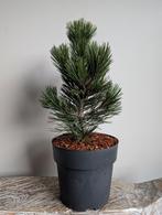 Pinus Heldreichii Compact Gem bonsai starter 37cm, Bloeit niet, Halfschaduw, Minder dan 100 cm, Overige soorten