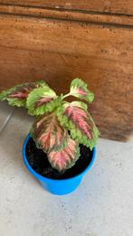 SIERNETEL, Overige soorten, Minder dan 100 cm, Groene kamerplant, Halfschaduw