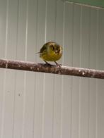 Bastaard man sijs/ kanarie, Dieren en Toebehoren, Vogels | Overige Vogels, Mannelijk, Wildzangvogel, Geringd