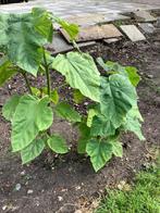 Pauwlonia Tomentosa, Tuin en Terras, Planten | Bomen, Overige soorten, 100 tot 250 cm, Ophalen, Volle zon