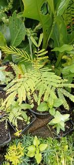 Acacia dealbata - Mimosa dealbata planten, Tuin en Terras, Planten | Bomen, Volle zon, Lente, Minder dan 100 cm, Overige soorten