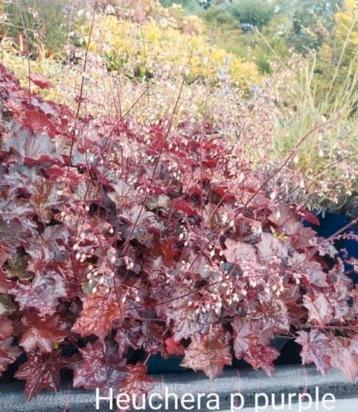 Heuchera p purple  beschikbaar voor biedingen