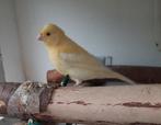 2 x licht gele kanaries, Dieren en Toebehoren, Vogels | Kanaries, Meerdere dieren, Kleurkanarie