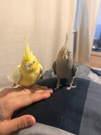 2 tamme valkparkieten koppel, Dieren en Toebehoren, Meerdere dieren, Parkiet, Tam