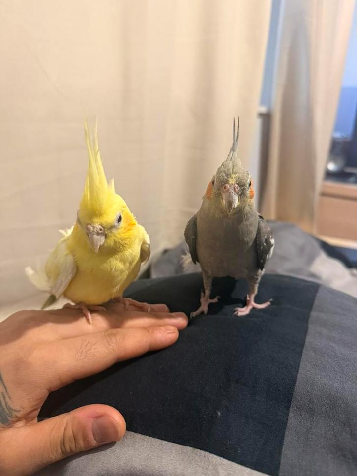 2 tamme valkparkieten koppel, Dieren en Toebehoren, Vogels | Parkieten en Papegaaien, Parkiet, Meerdere dieren, Tam