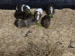 Jonge cavia's, Dieren en Toebehoren, Knaagdieren, Cavia, Mannelijk, Tam, September