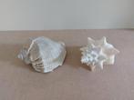 2schelpen, Verzamelen, Mineralen en Fossielen, Ophalen of Verzenden, Schelp(en)