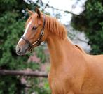 Leuke D pony, Merrie