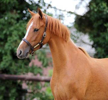 Leuke D pony beschikbaar voor biedingen