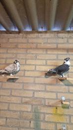 Koppel oosterse meeuwen, Dieren en Toebehoren, Vogels | Duiven, Meerdere dieren, Overige soorten