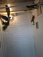 Prachtige Rosellas w.kl., Dieren en Toebehoren, Meerdere dieren, Parkiet, Geringd
