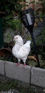 King duiven, Dieren en Toebehoren, Pluimvee, Meerdere dieren, Kip