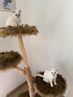 Britse Korthaar Kittens, Dieren en Toebehoren, Katten en Kittens | Raskatten | Korthaar, Meerdere dieren, Ingeënt, 0 tot 2 jaar