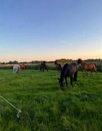 Pensionstal, Dieren en Toebehoren, Stalling en Weidegang, Weidegang, 1 paard of pony