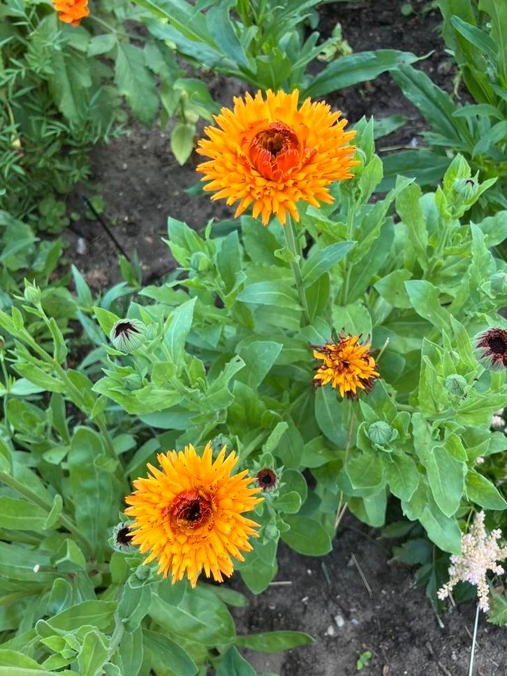 Goudsbloem hoog, oranje/geel, Tuin en Terras, Bloembollen en Zaden, Zaad, Voorjaar, Volle zon, Ophalen of Verzenden