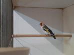 Major putter man, Dieren en Toebehoren, Vogels | Overige Vogels