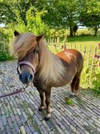 De twee liefste Shetland pony's van de wereld, Dieren en Toebehoren, Pony's, Merrie, A pony (tot 1.17m), Gechipt, 3 tot 6 jaar