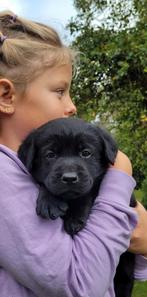 labrador pups met stamboom, Dieren en Toebehoren, Honden | Retrievers, Spaniëls en Waterhonden, CDV (hondenziekte), Nederland