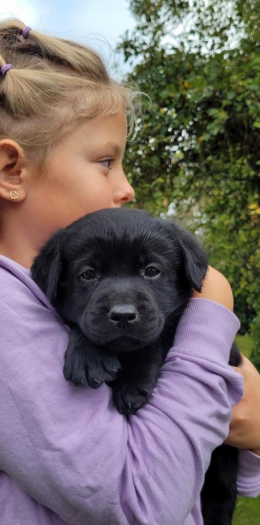 Labrador pups met stamboom (pup zwart), Dieren en Toebehoren, Honden | Retrievers, Spaniëls en Waterhonden, Meerdere dieren, Labrador retriever