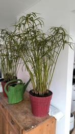 Cyperus alternifolius / Parapluplant, Ophalen, 100 tot 150 cm, Palm, Halfschaduw