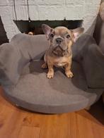 Franse buldog teefje, België, Particulier, Rabiës (hondsdolheid), 8 tot 15 weken