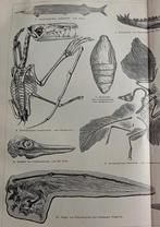 Gravure 1895 Jura tijdperk, Verzenden