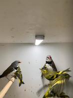 sijsjes van25, Meerdere dieren