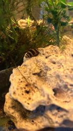 Helenaslakken, anatome helena, slak etende slak, Dieren en Toebehoren, Vissen | Aquariumvissen, Slak of Weekdier, Zoetwatervis