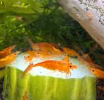 Oranje garnalen, Dieren en Toebehoren, Kreeft, Krab of Garnaal