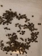 10 Eitjes Australische Flappentak Extatosoma tiaratum PSG 9, Wandelende tak