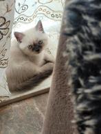 BKH kitten(kat), Dieren en Toebehoren, Katten en Kittens | Raskatten | Korthaar, Kater, 0 tot 2 jaar