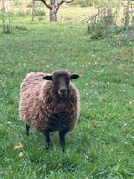 Mooie gezonde Ouessant ooien en rammen, lam, Dieren en Toebehoren, Meerdere dieren, Schaap