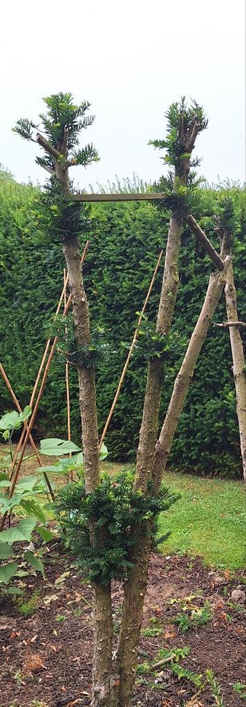 Taxus vorm snoei beschikbaar voor biedingen