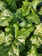 Tuinplanten en moestuinplantjes, Vaste plant, Halfschaduw, Zomer, Ophalen