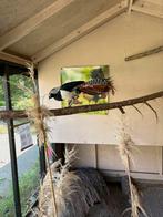 Lady amherst fazant koppel, Meerdere dieren, Overige soorten