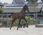 Zwartbruin dressuur hengstveulen, Hengst, Dressuurpaard, 0 tot 2 jaar