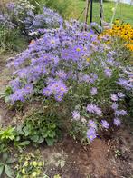 Biologische aster groot bloemig paars vaste plant, Volle zon, Vaste plant, Zomer, Ophalen