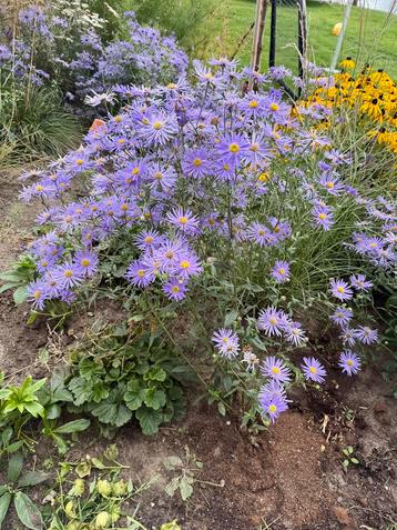 Biologische aster groot bloemig paars vaste plant beschikbaar voor biedingen