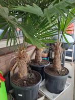 Winterharde Palmbomen, Halfschaduw, 100 tot 250 cm, Zomer, Palmboom