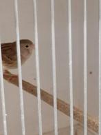 Te koop 1 kanarie man, Dieren en Toebehoren, Mannelijk, Kleurkanarie