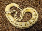 1.1 Enchi Pastel Calico het Desert Ghost, Dieren en Toebehoren, Reptielen en Amfibieën, Slang, 0 tot 2 jaar