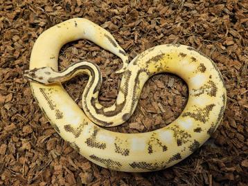 1.1 Enchi Pastel Calico het Desert Ghost beschikbaar voor biedingen