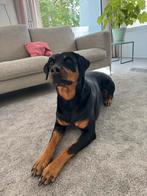 Rottweiler, Dieren en Toebehoren, Honden | Bulldogs, Pinschers en Molossers, Rabiës (hondsdolheid), Teef, Eén hond, 3 tot 5 jaar